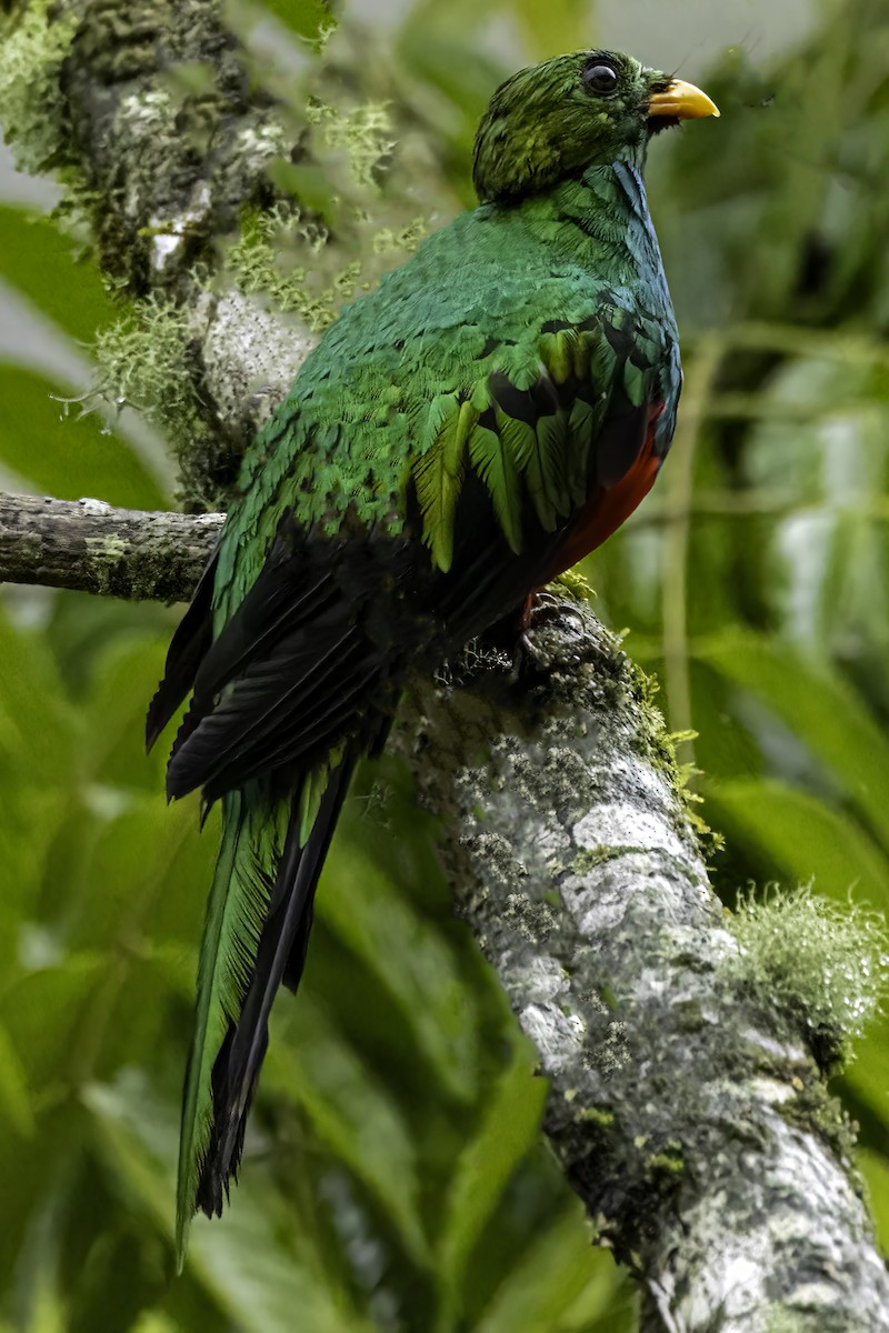 svartstjertketsal - ML644303488