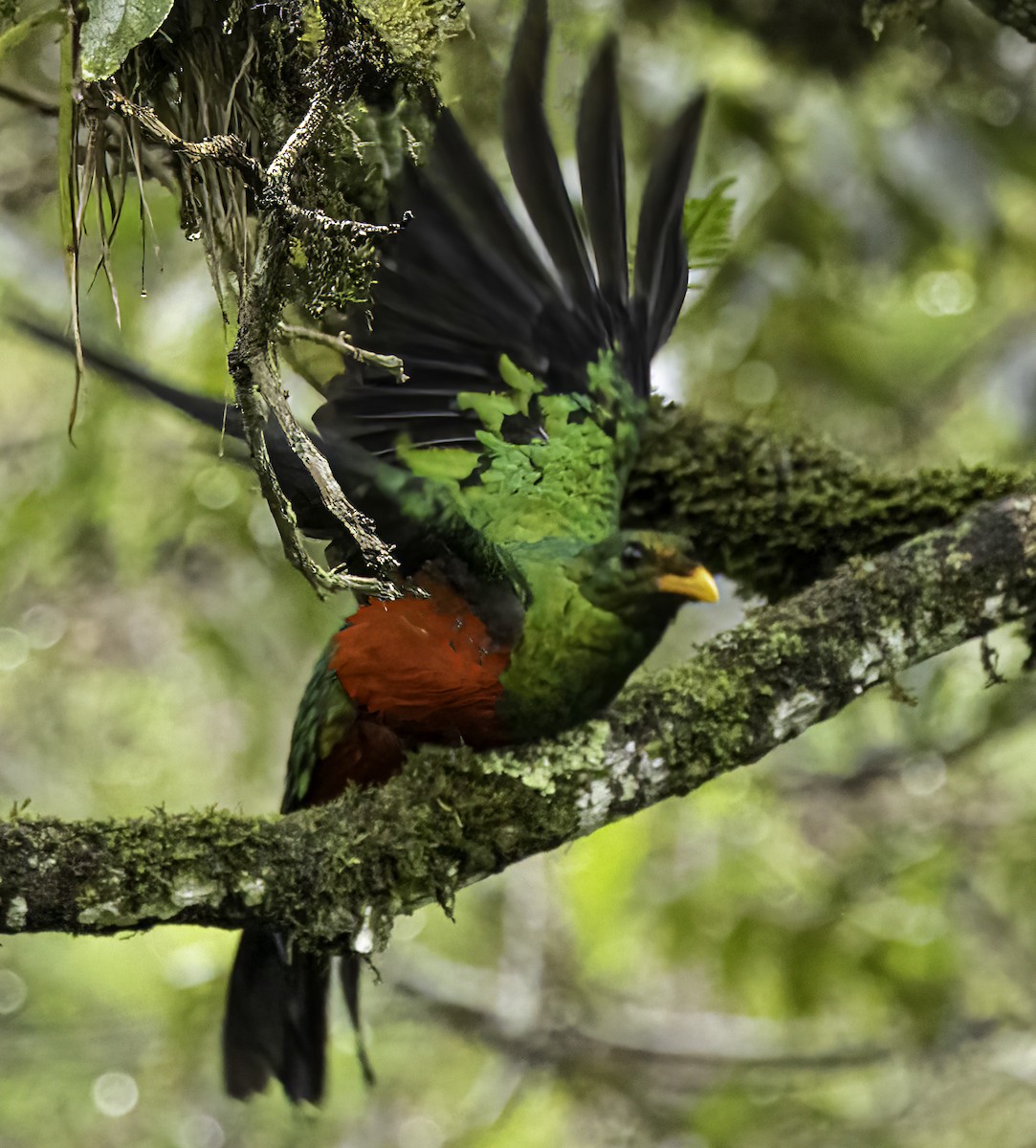 svartstjertketsal - ML644303490