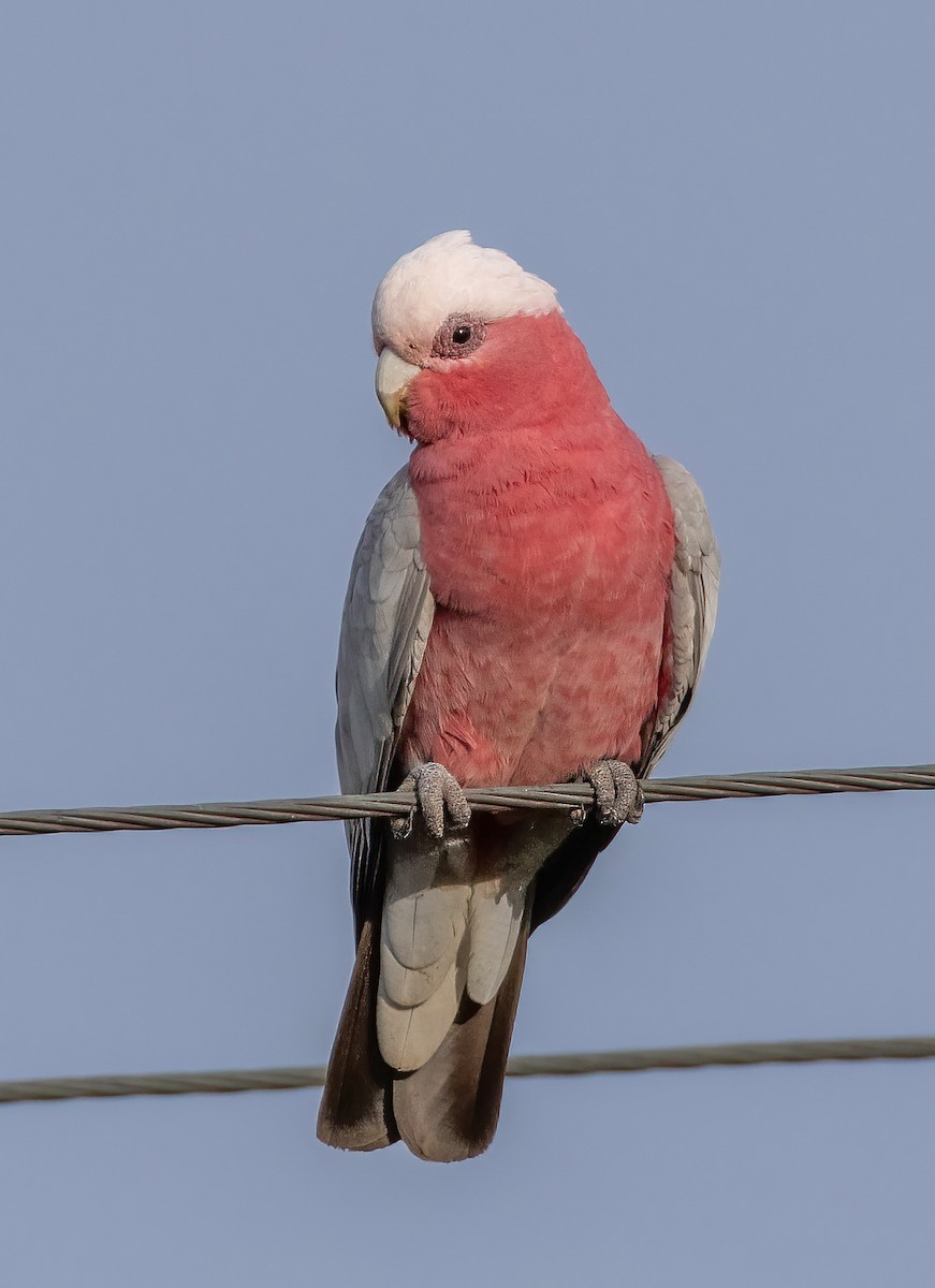 Galah - ML644303491