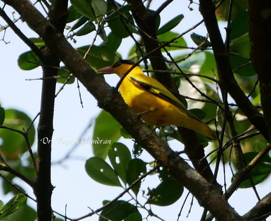 žluva černošíjná - ML644303493