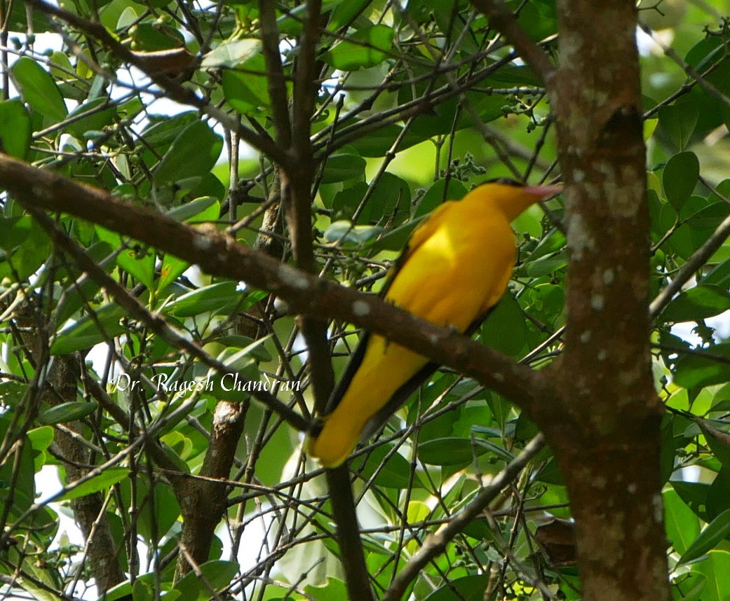 žluva černošíjná - ML644303494