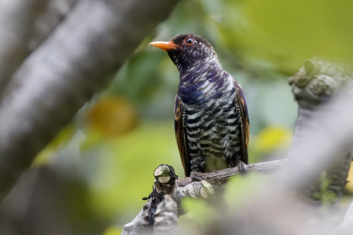 kukačka ametystová - ML644303495