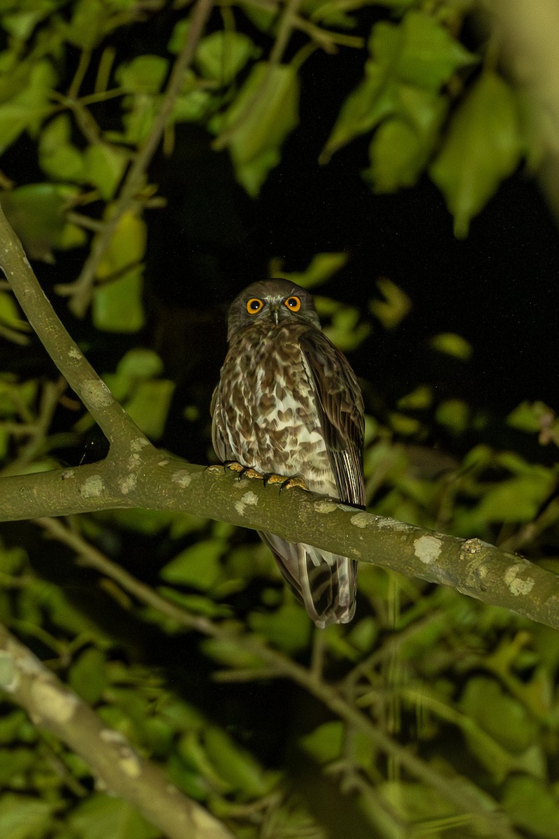 sovka dravčí - ML644303496