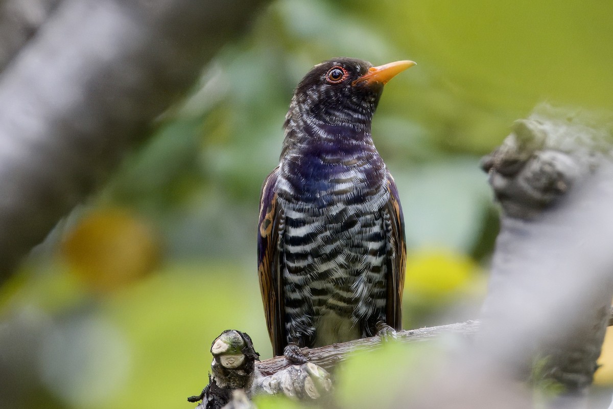 kukačka ametystová - ML644303497