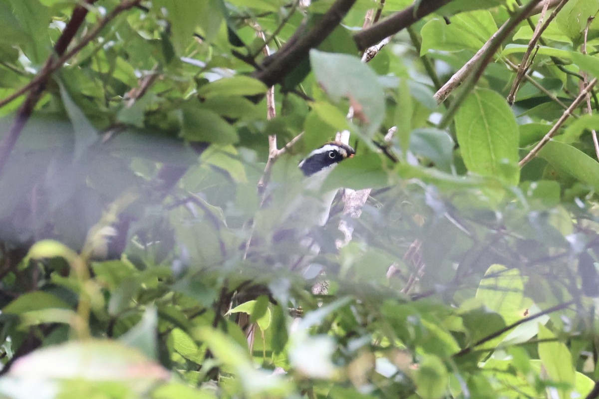 Brown-crowned Scimitar-Babbler - ML644303498