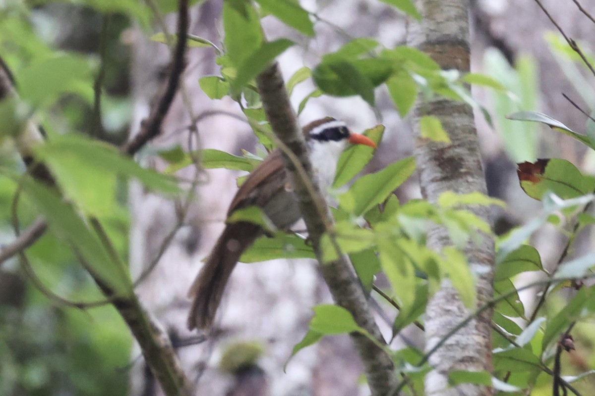 Brown-crowned Scimitar-Babbler - ML644303499