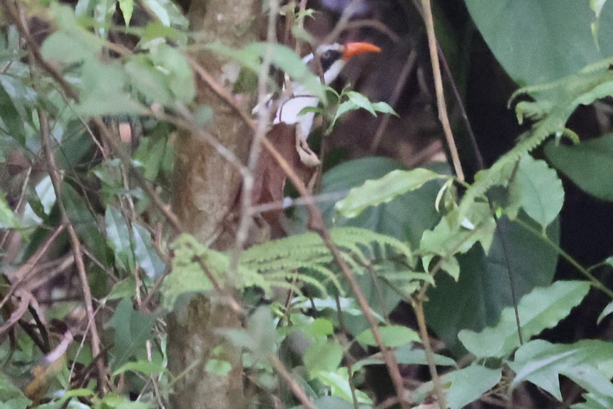 Brown-crowned Scimitar-Babbler - ML644303500