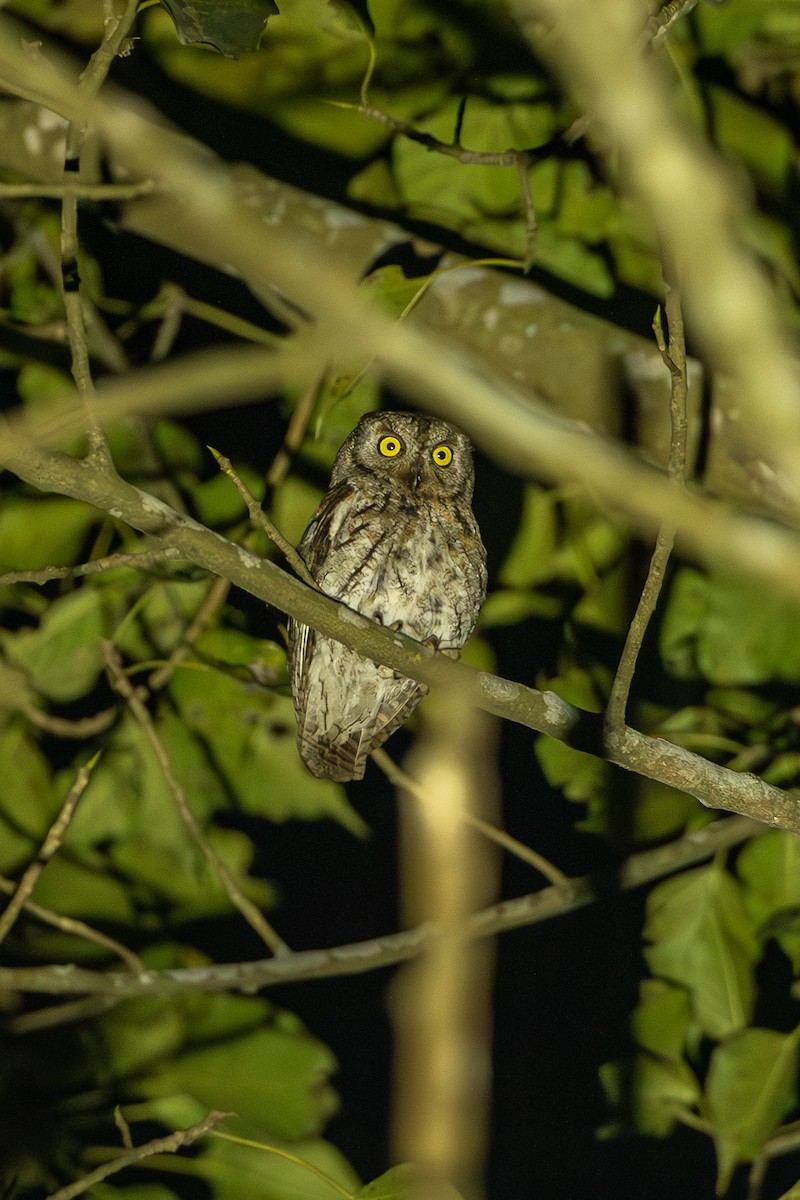 výreček asijský - ML644303501