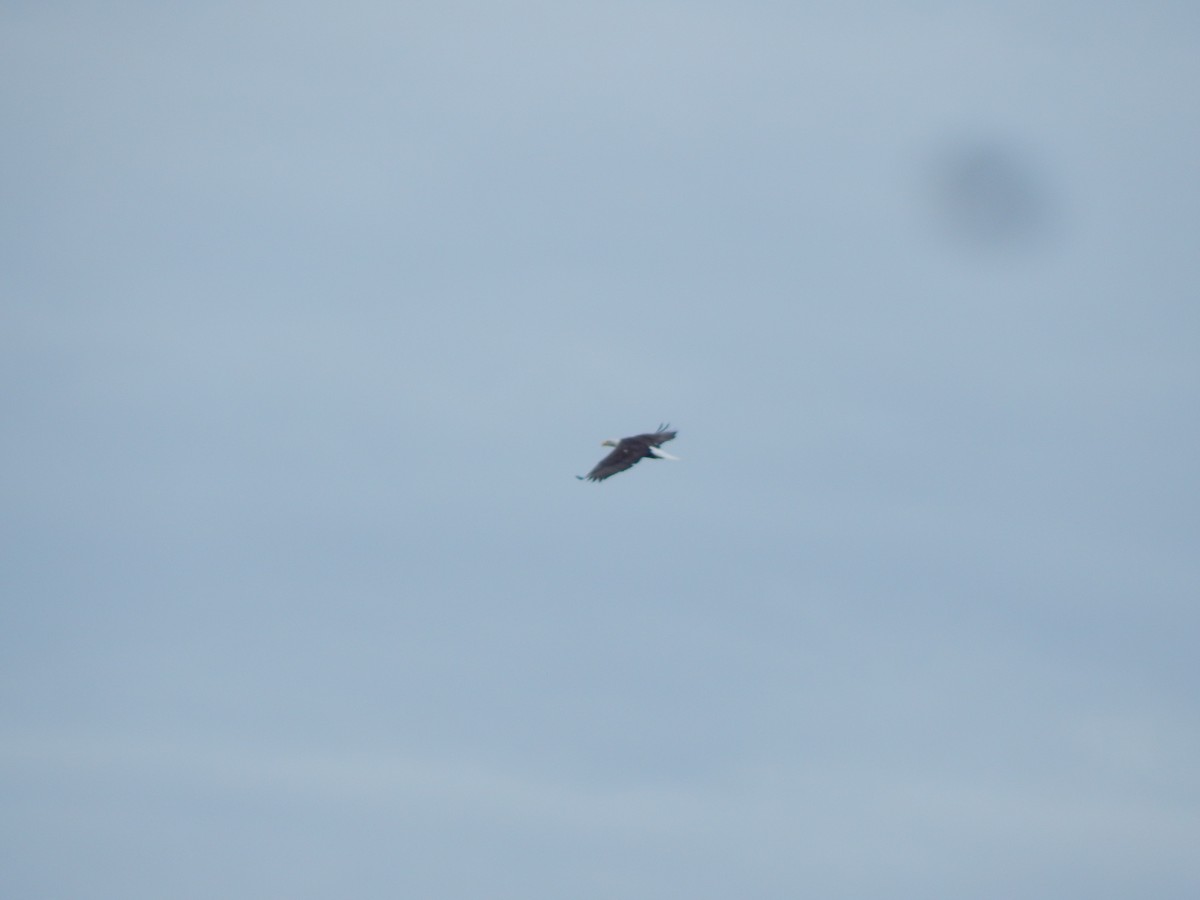 orel bělohlavý - ML644303503