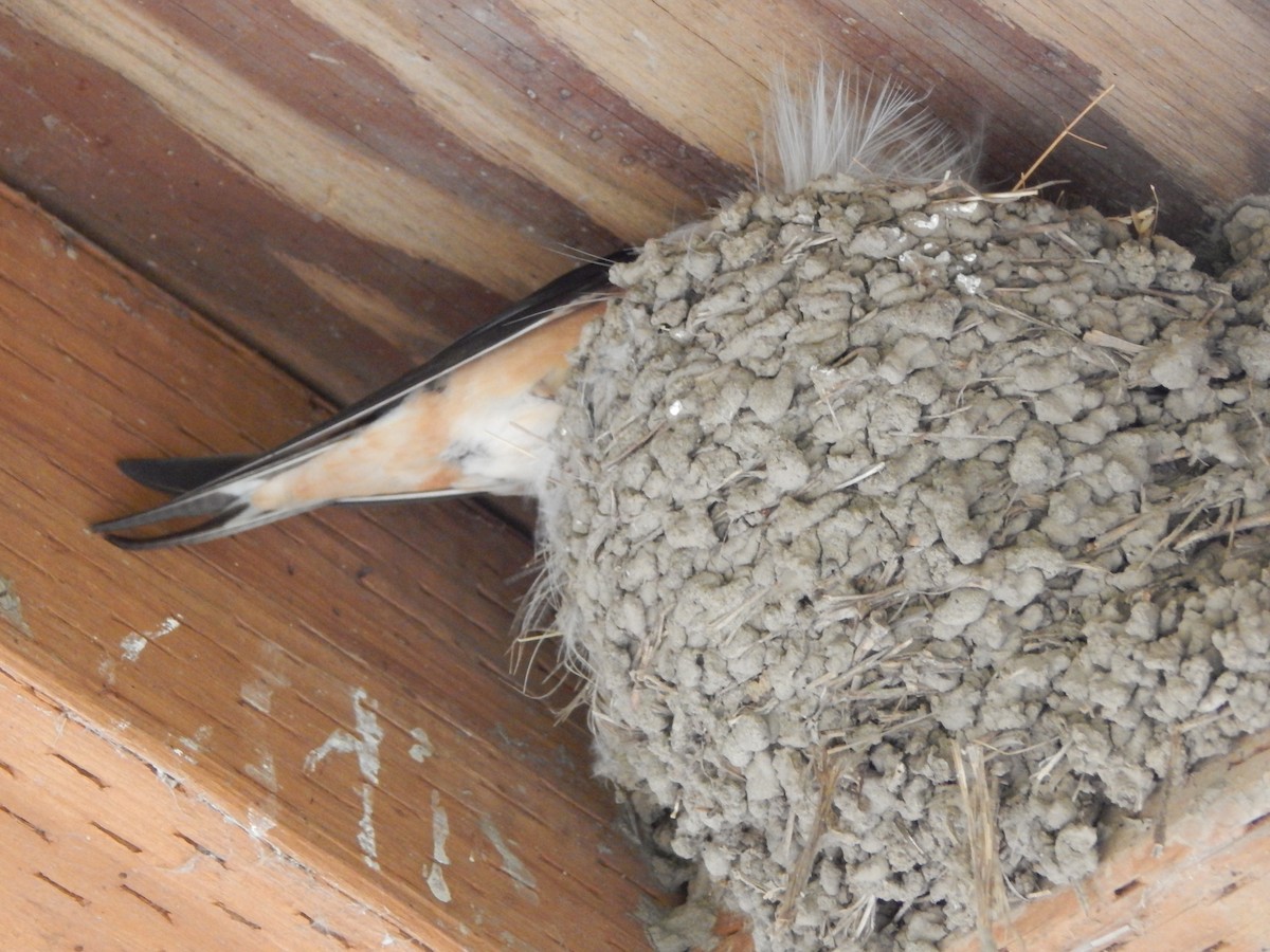 vlaštovka obecná - ML644303506