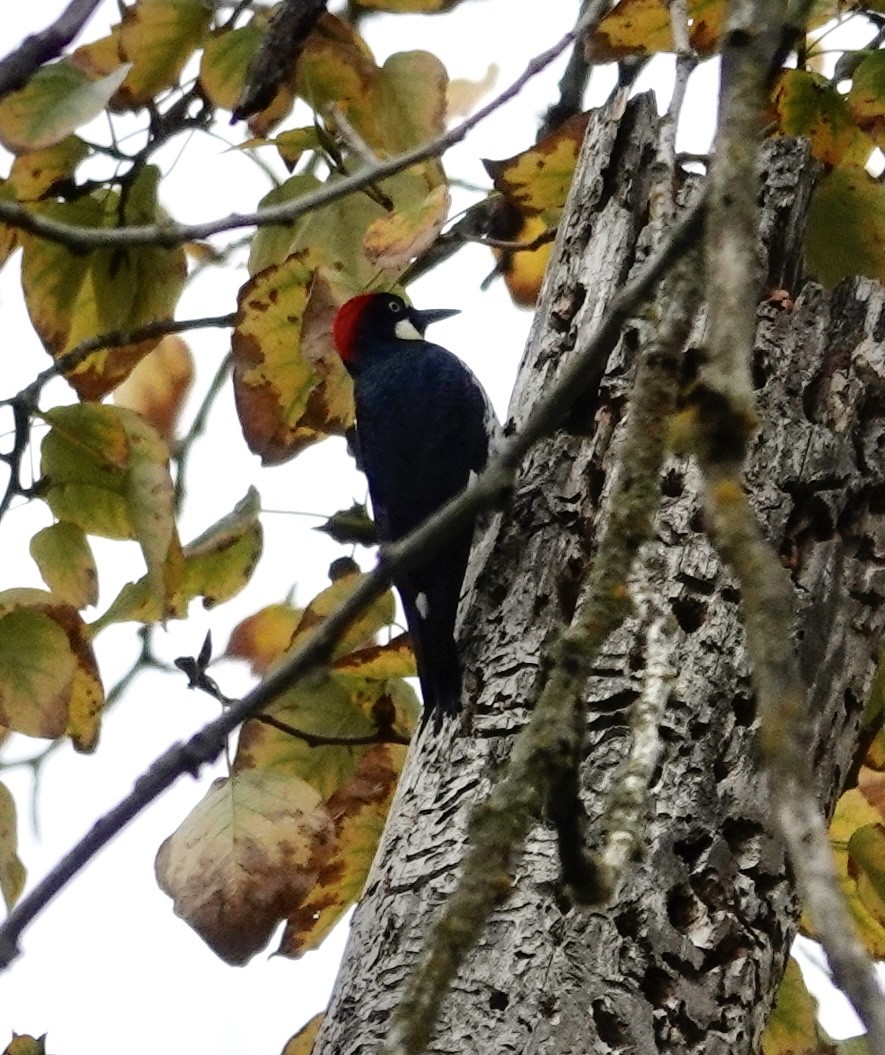 datel sběrač - ML644303507