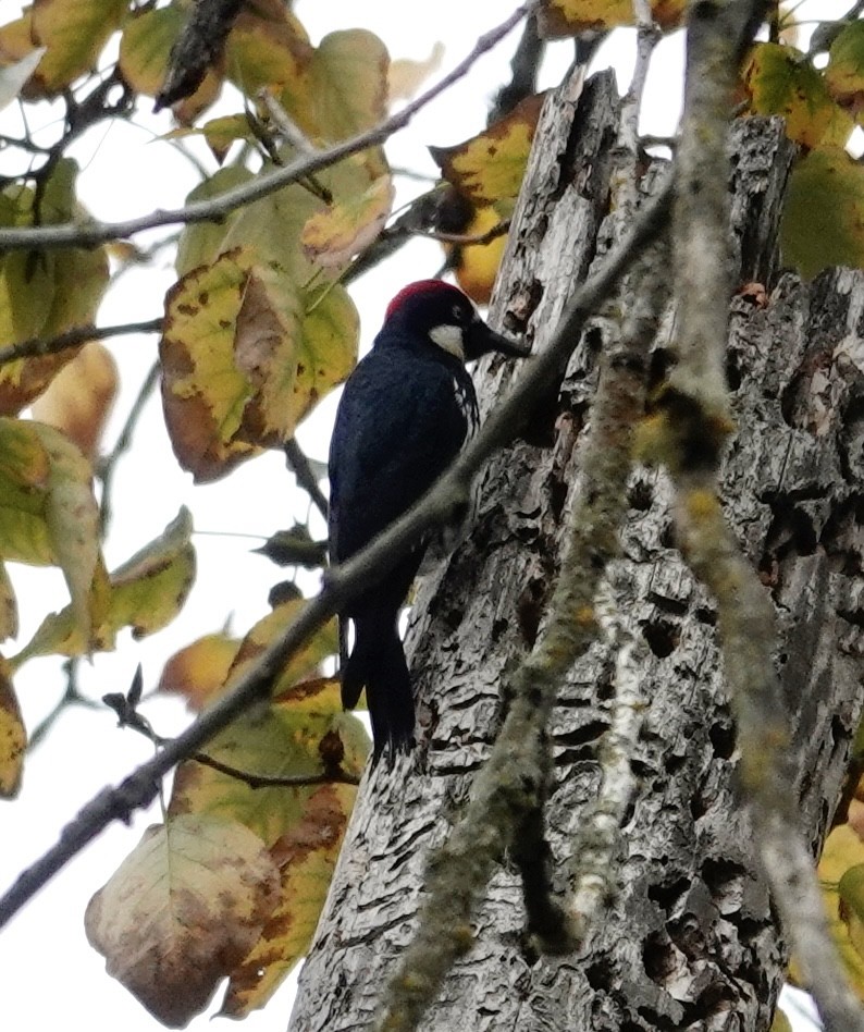 datel sběrač - ML644303508