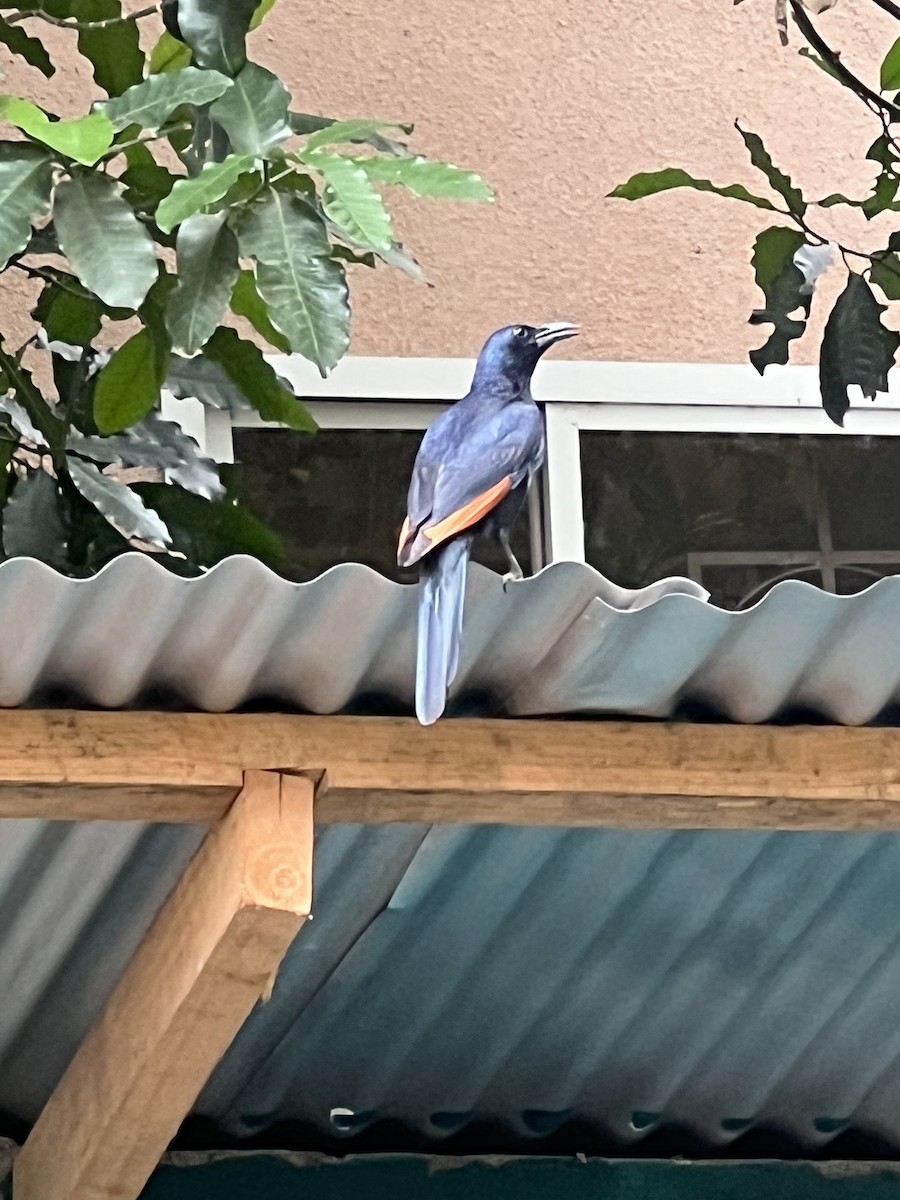 špaček rudokřídlý - ML644303509