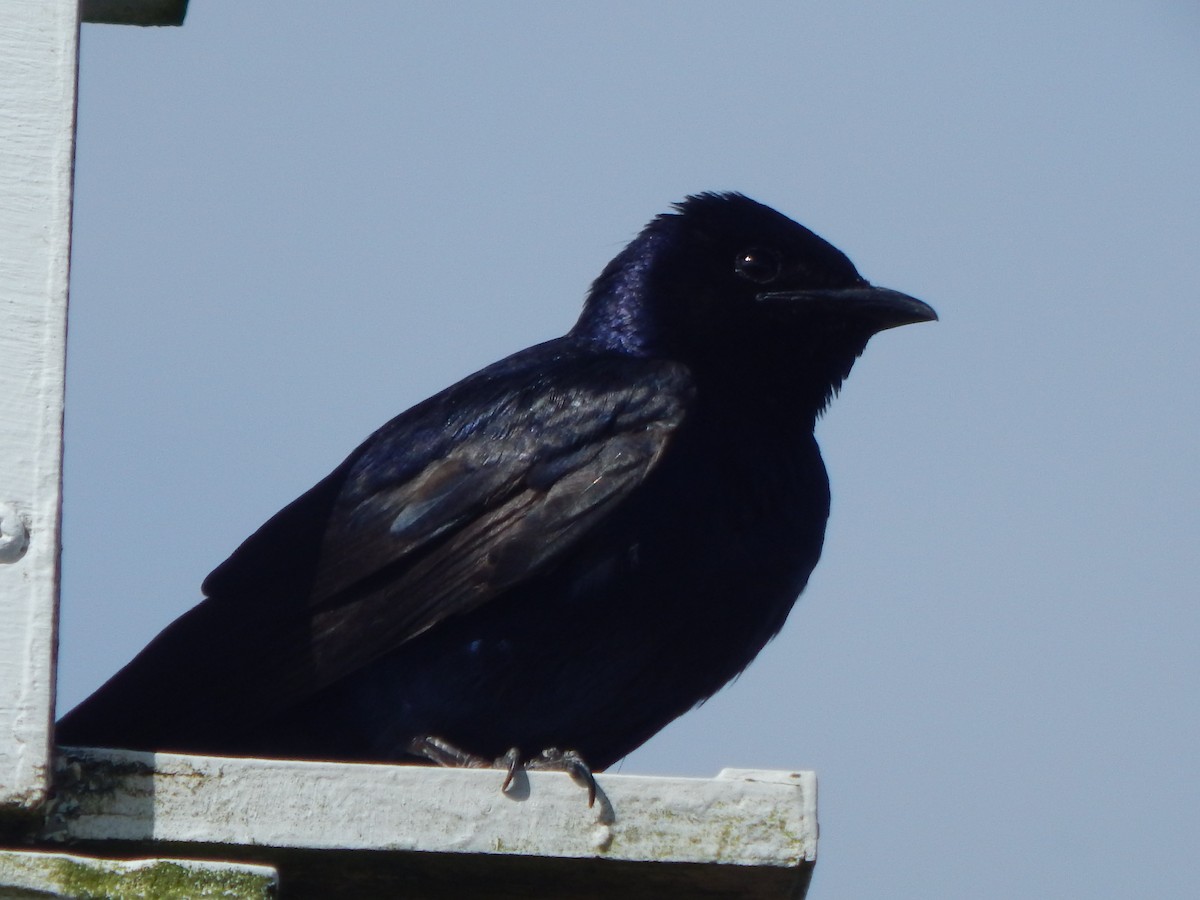 jiřička modrolesklá - ML644303510