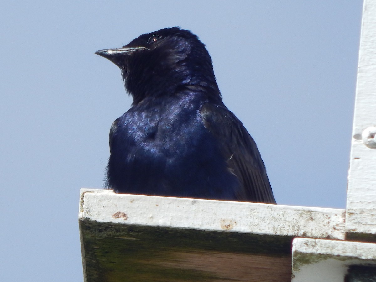 jiřička modrolesklá - ML644303511