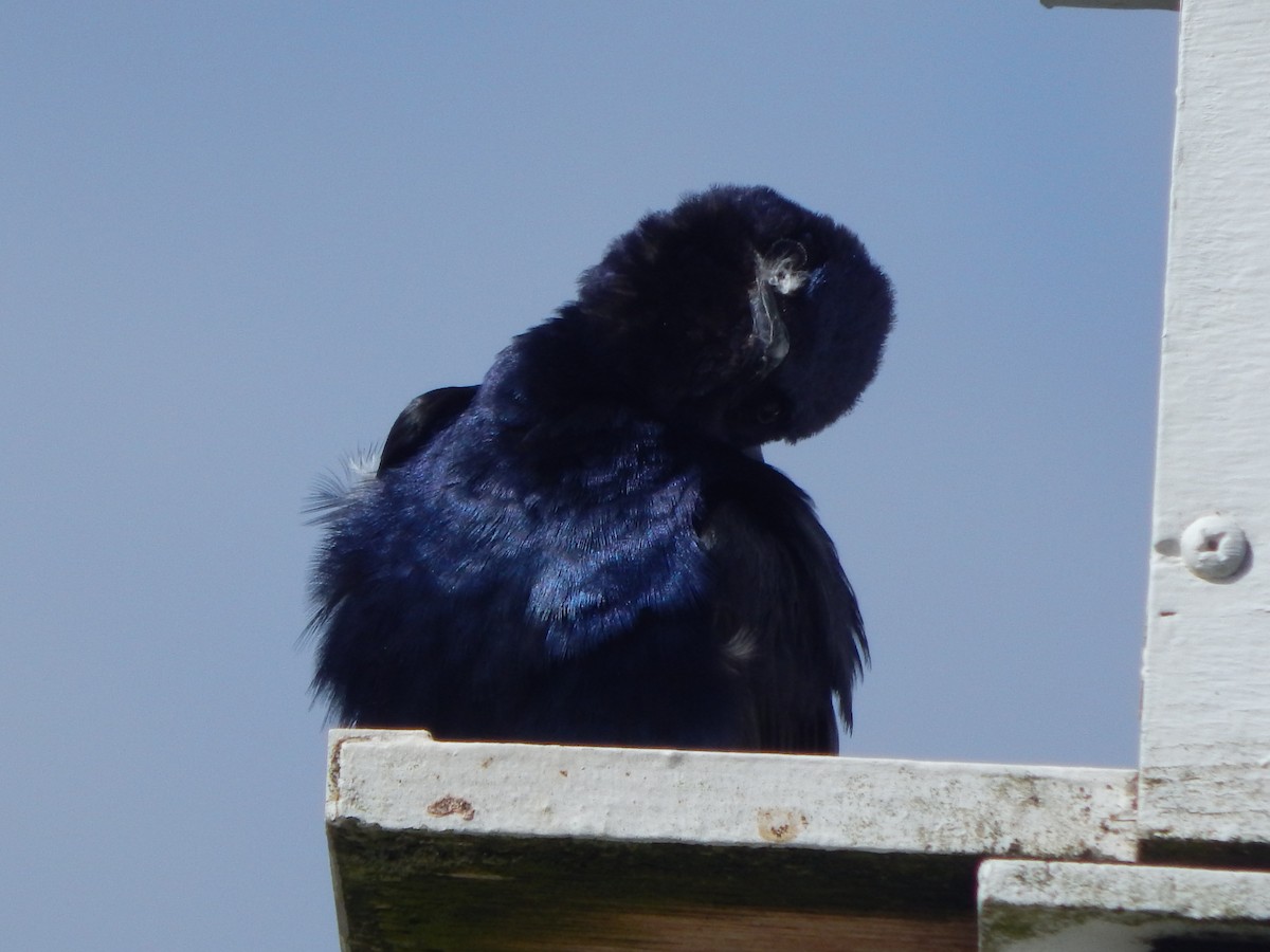 jiřička modrolesklá - ML644303513