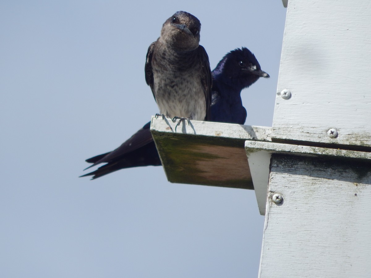 jiřička modrolesklá - ML644303514