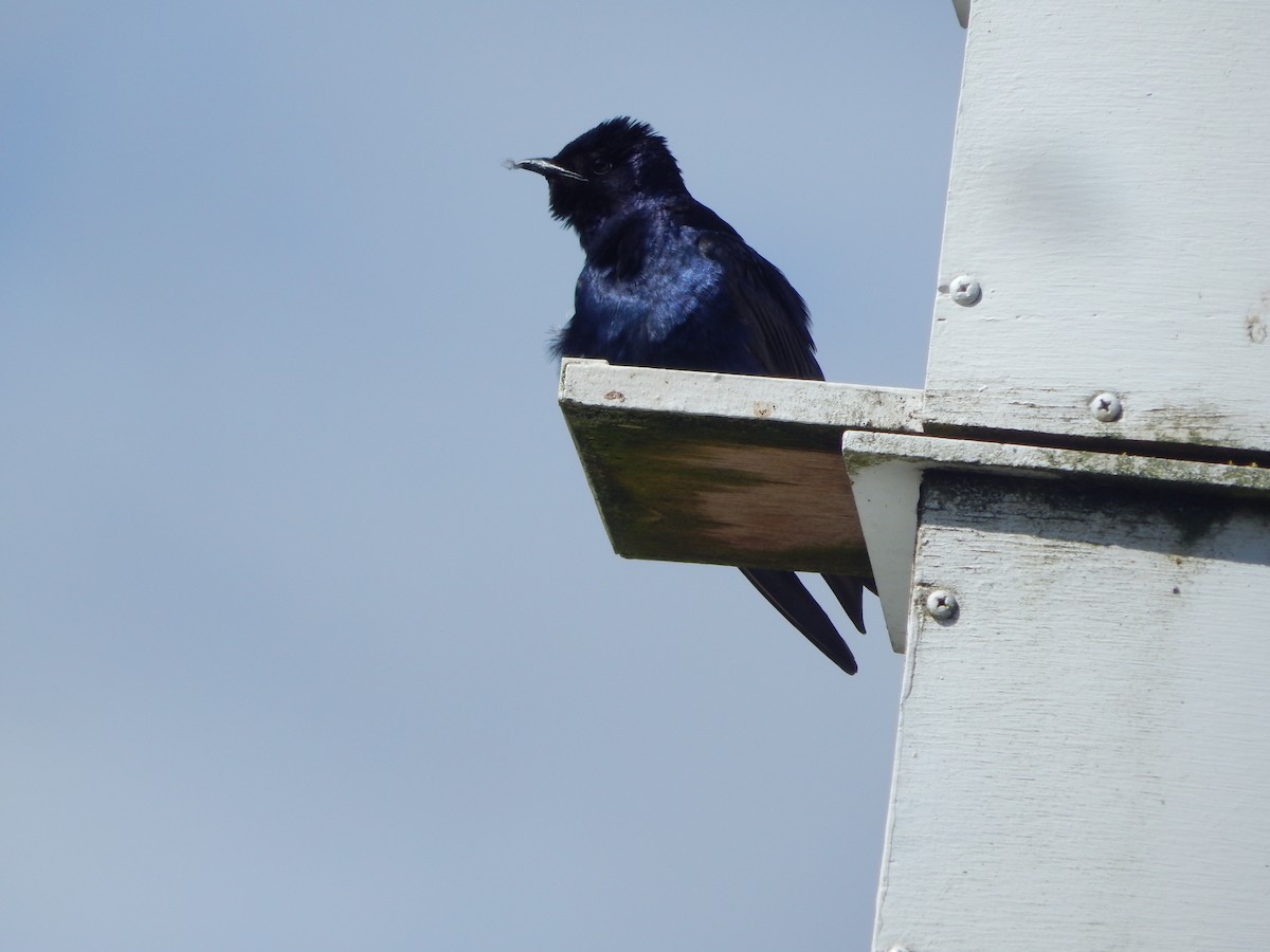 jiřička modrolesklá - ML644303515