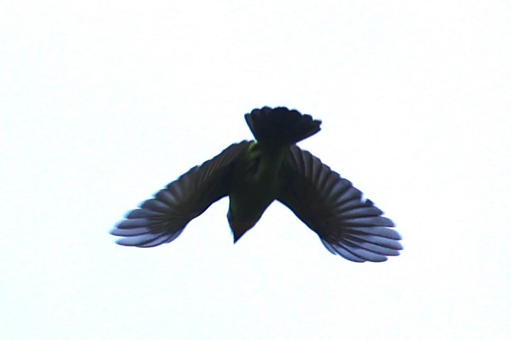 barbet zlatohrdlý - ML644303517