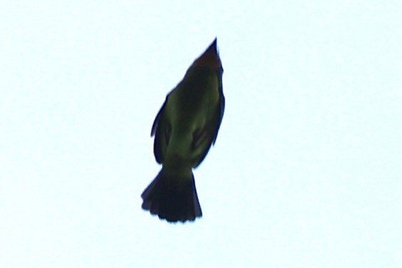 barbet zlatohrdlý - ML644303518