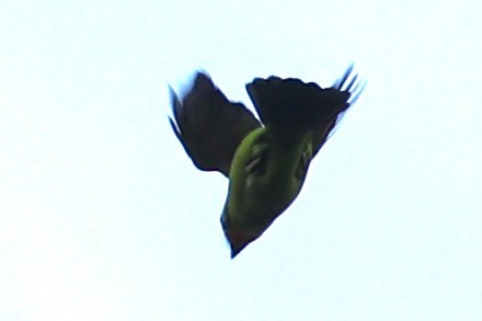 barbet zlatohrdlý - ML644303519