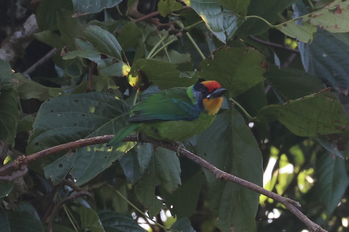 barbet zlatohrdlý - ML644303520