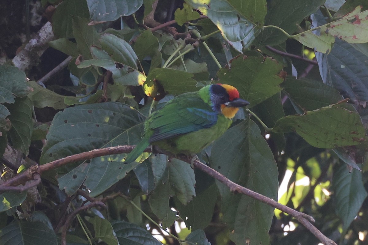 barbet zlatohrdlý - ML644303521