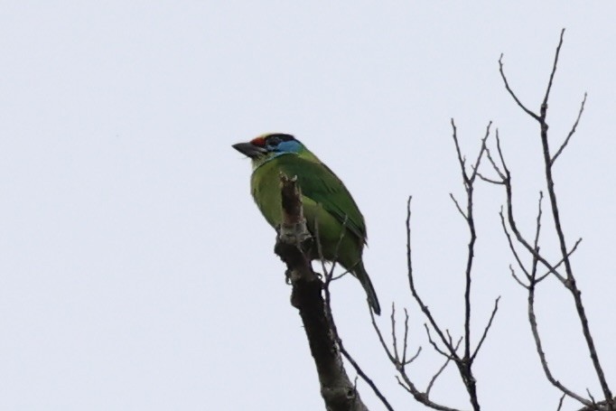 barbet vietnamský - ML644303522