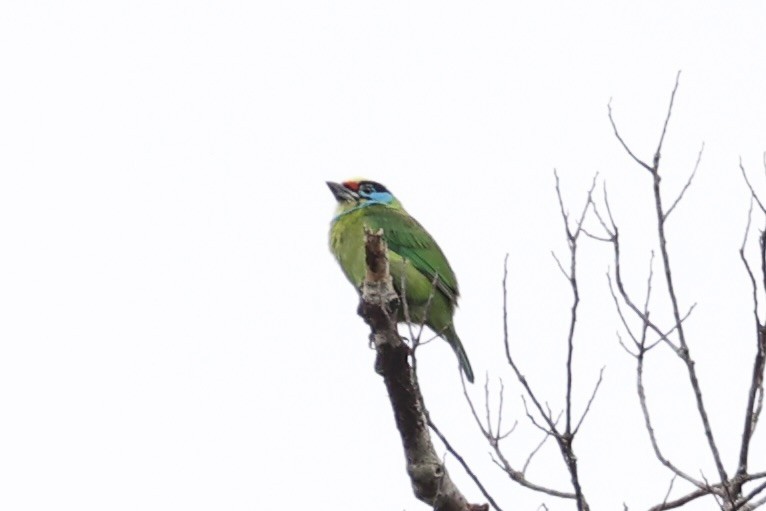 barbet vietnamský - ML644303523