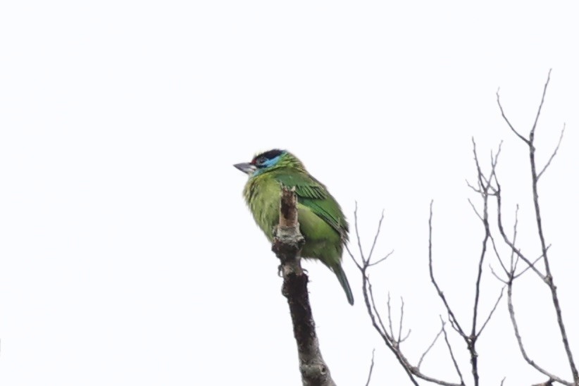 barbet vietnamský - ML644303524
