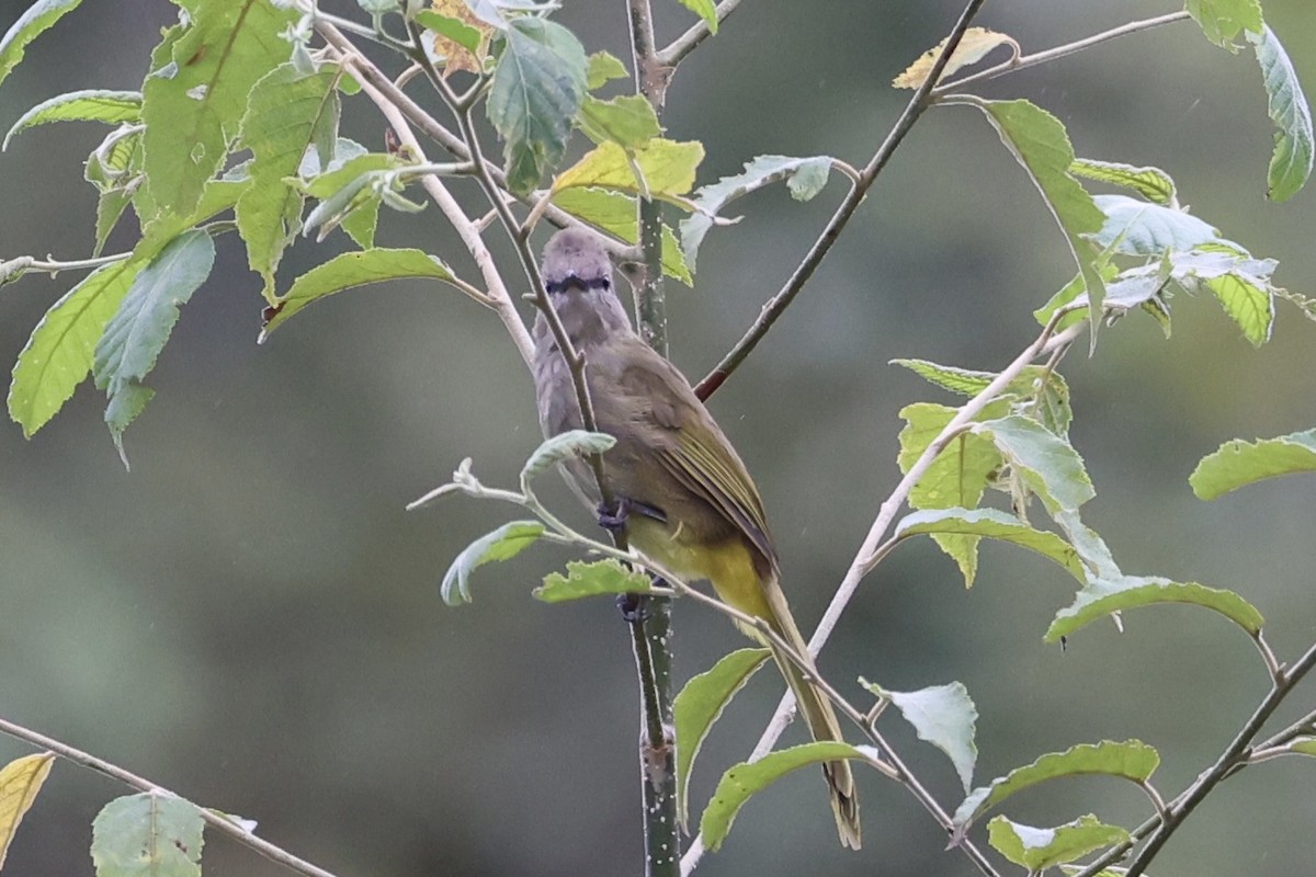 Flavescent Bulbul - ML644303532