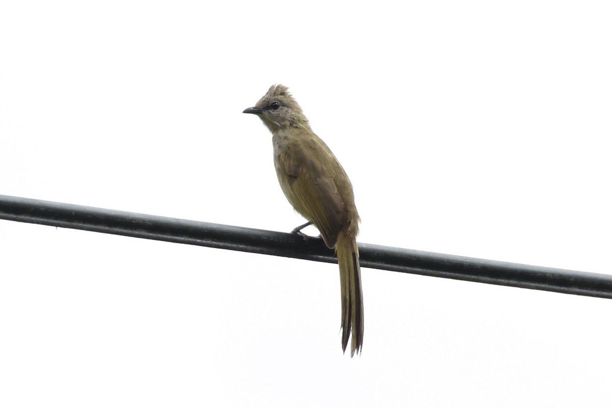 Flavescent Bulbul - ML644303533