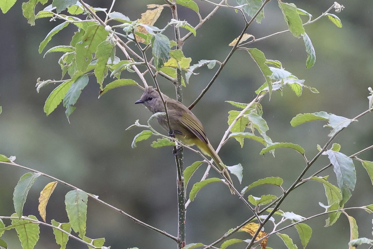 Flavescent Bulbul - ML644303534