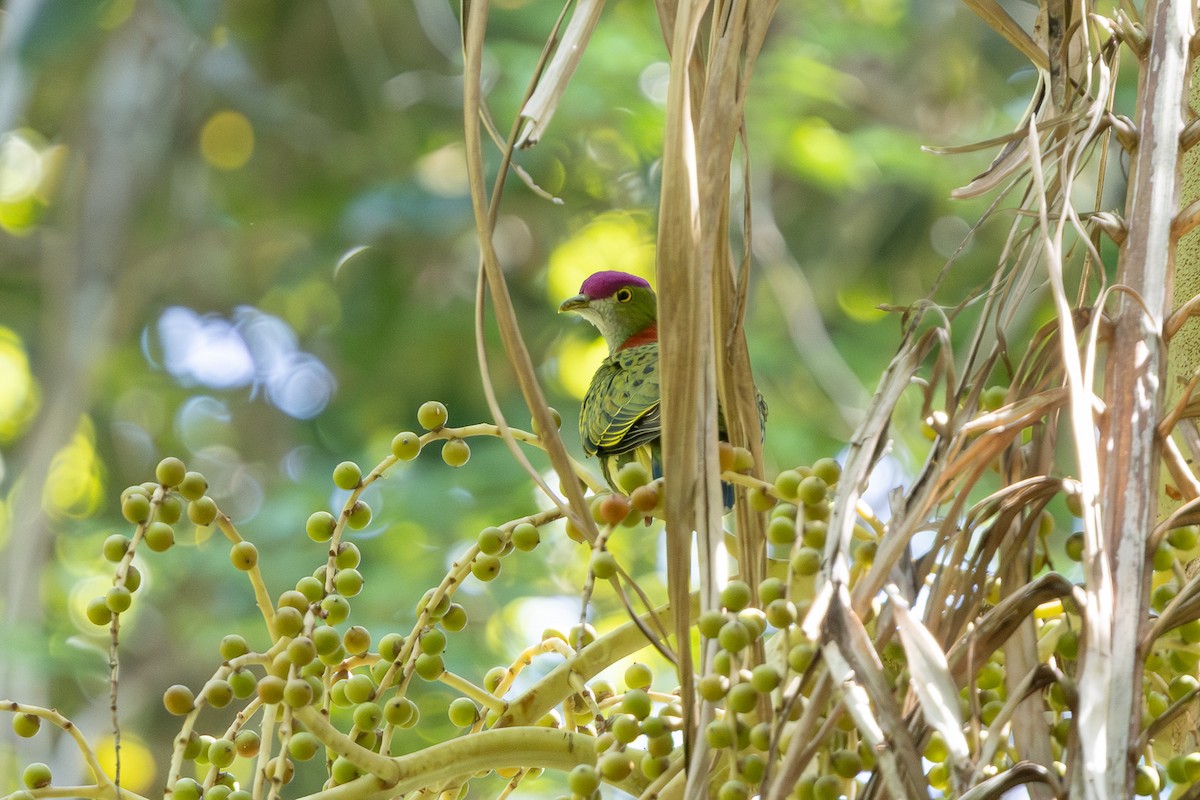 Superb Fruit-Dove - ML644303535