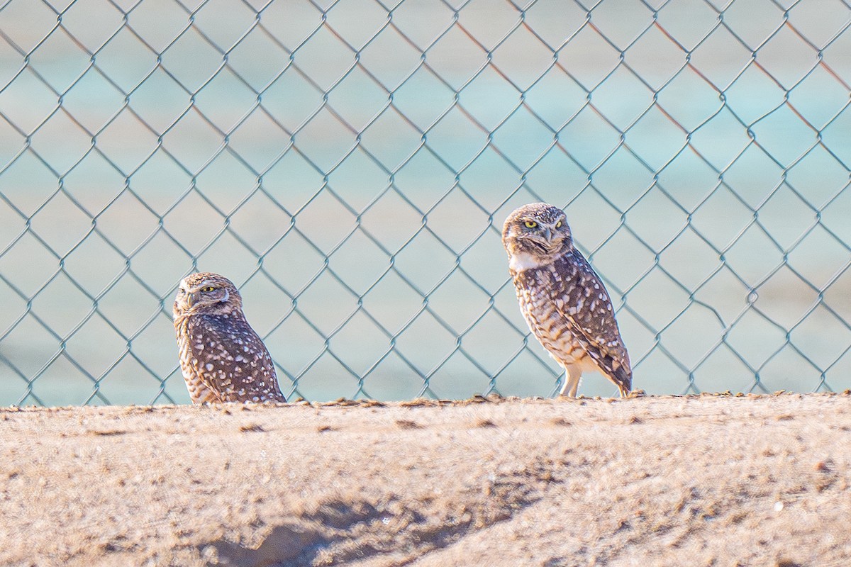 Burrowing Owl - ML644303537