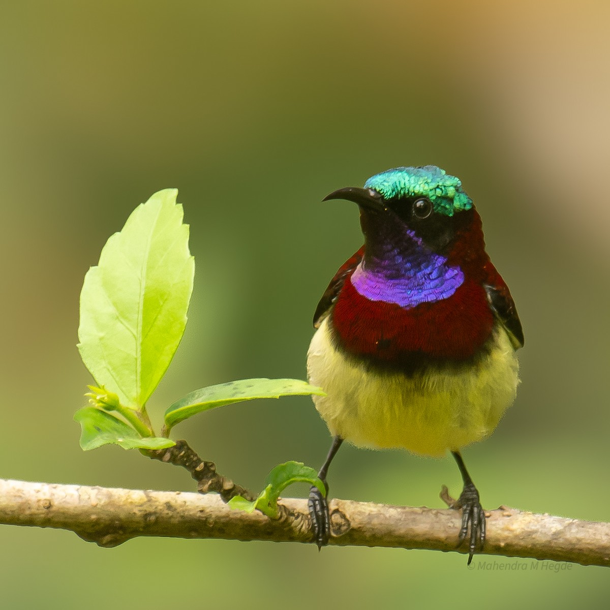 malabarsolfugl - ML644303546