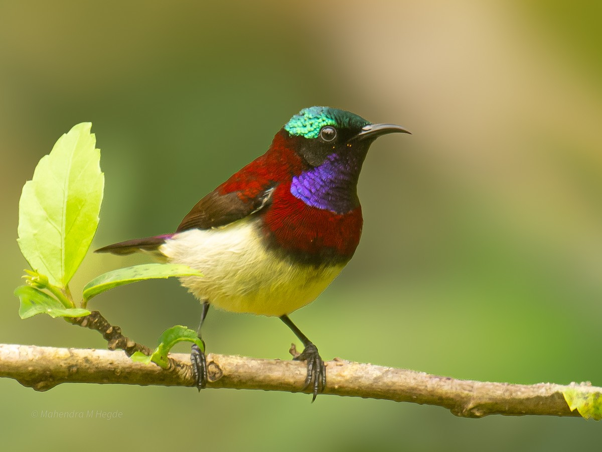 malabarsolfugl - ML644303547