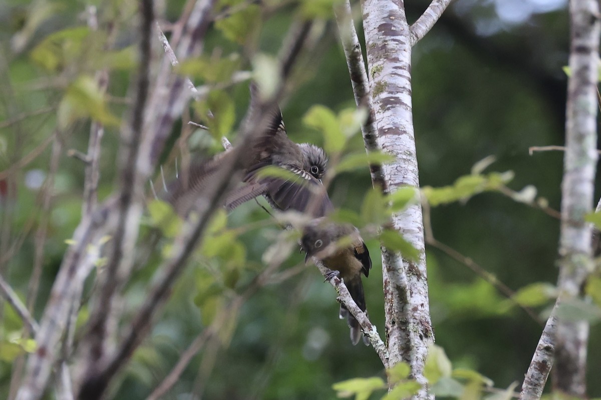 Black-crowned Barwing - ML644303548