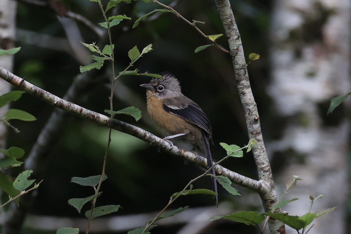 Black-crowned Barwing - ML644303549