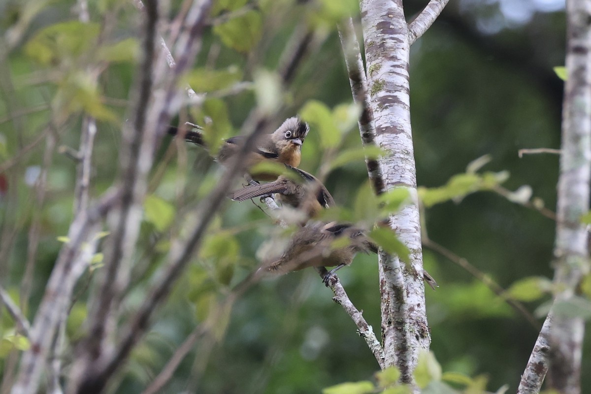 Black-crowned Barwing - ML644303550