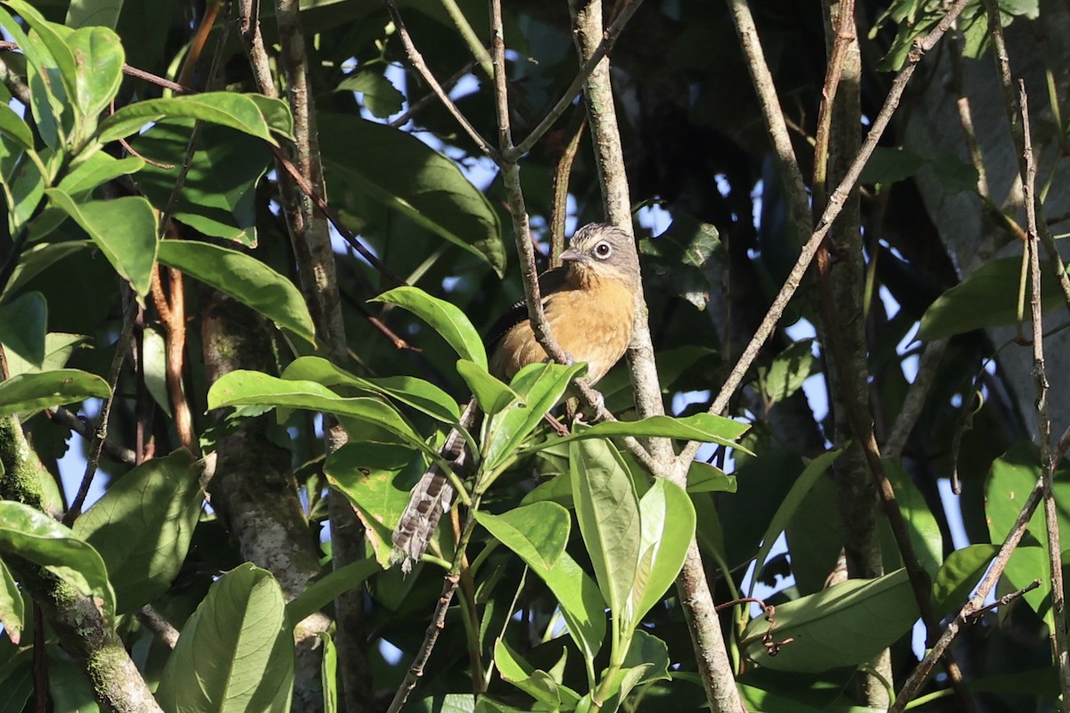 Black-crowned Barwing - ML644303551