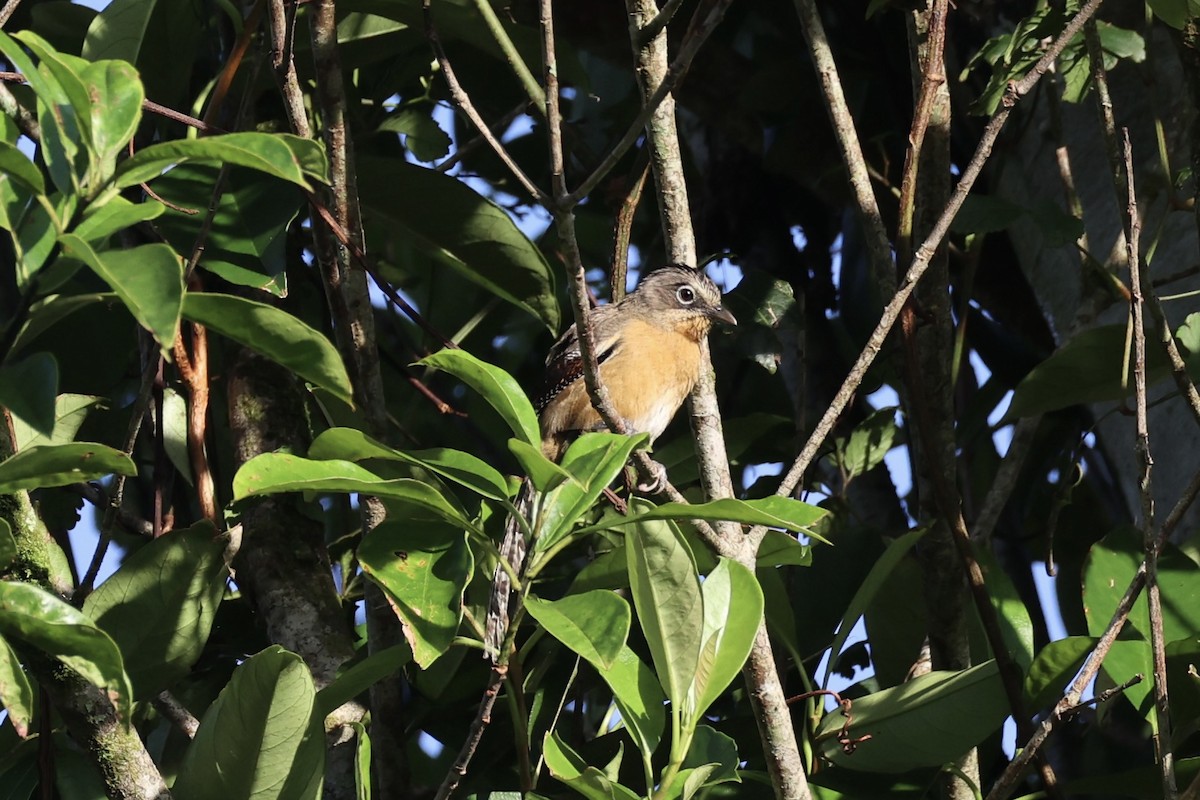 Black-crowned Barwing - ML644303552
