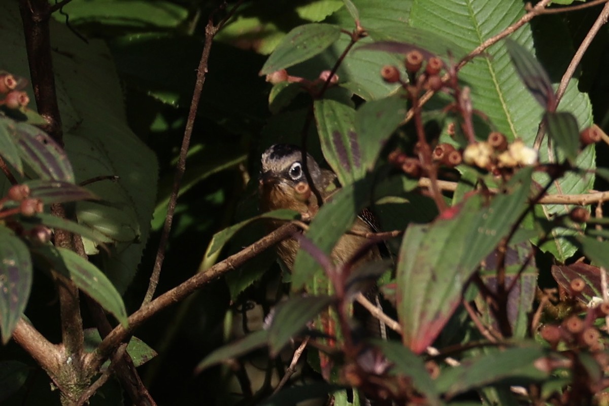 Black-crowned Barwing - ML644303553