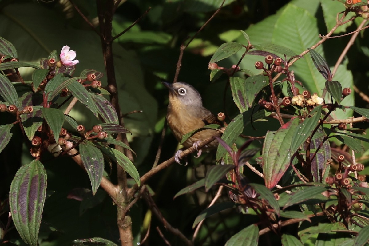 Black-crowned Barwing - ML644303554