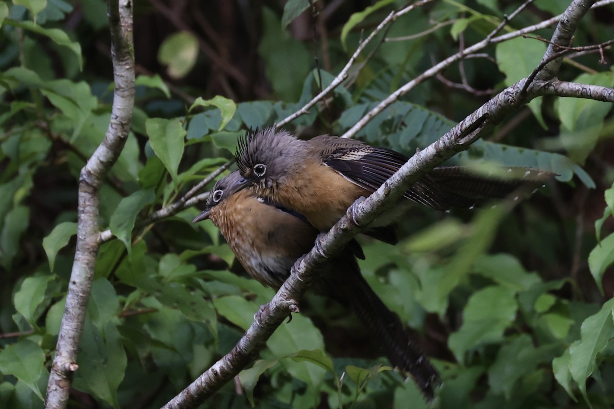 Black-crowned Barwing - ML644303555