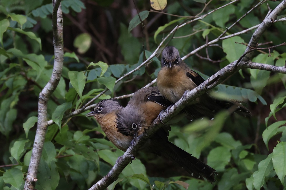 Black-crowned Barwing - ML644303556