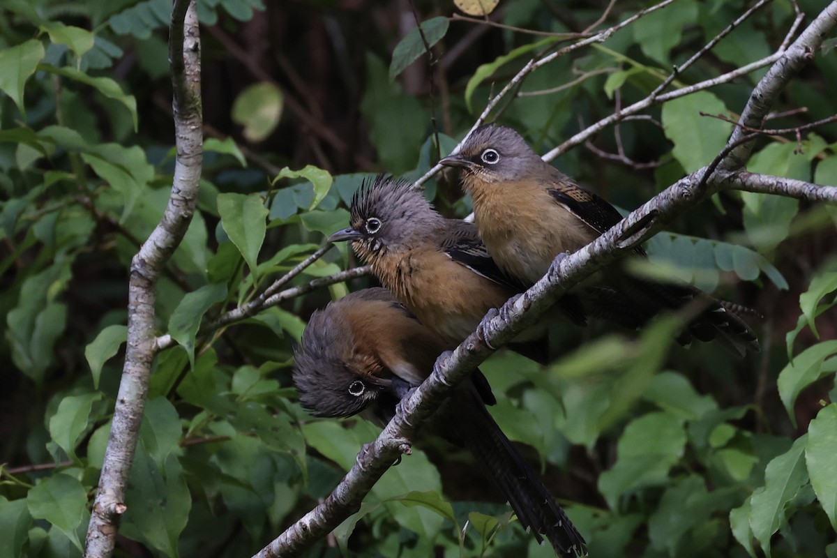 Black-crowned Barwing - ML644303557