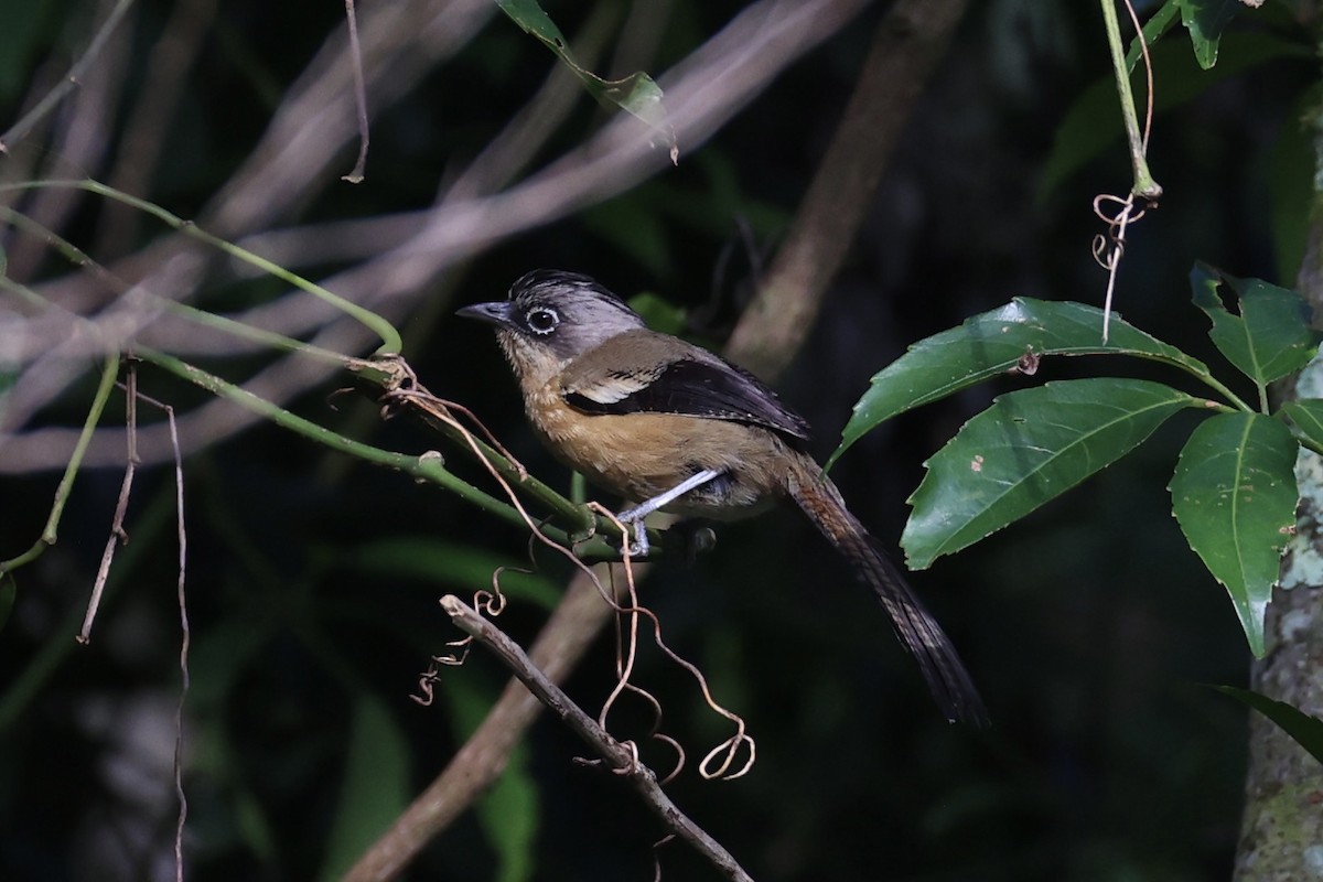 Black-crowned Barwing - ML644303558