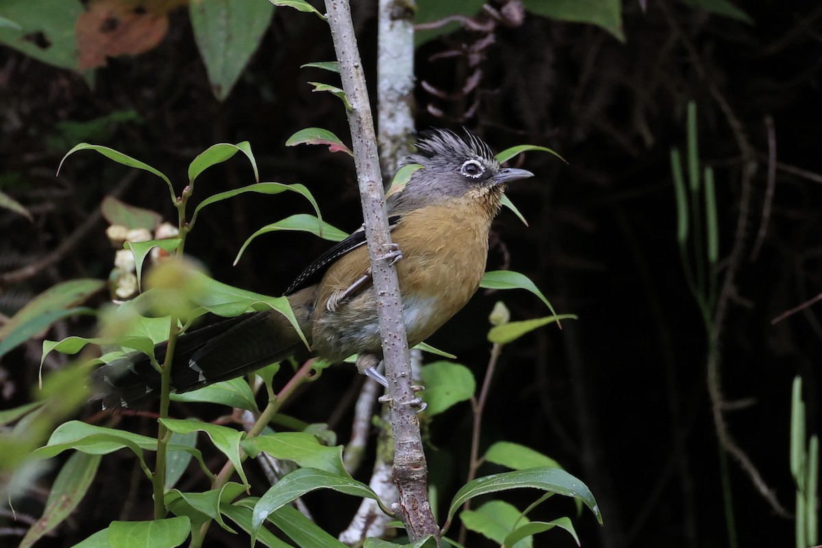 Black-crowned Barwing - ML644303559