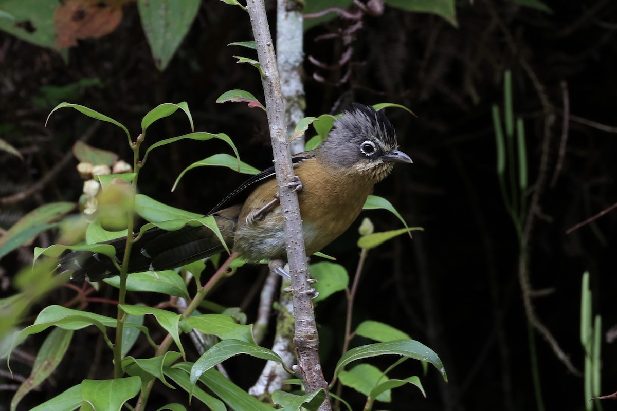 Black-crowned Barwing - ML644303560
